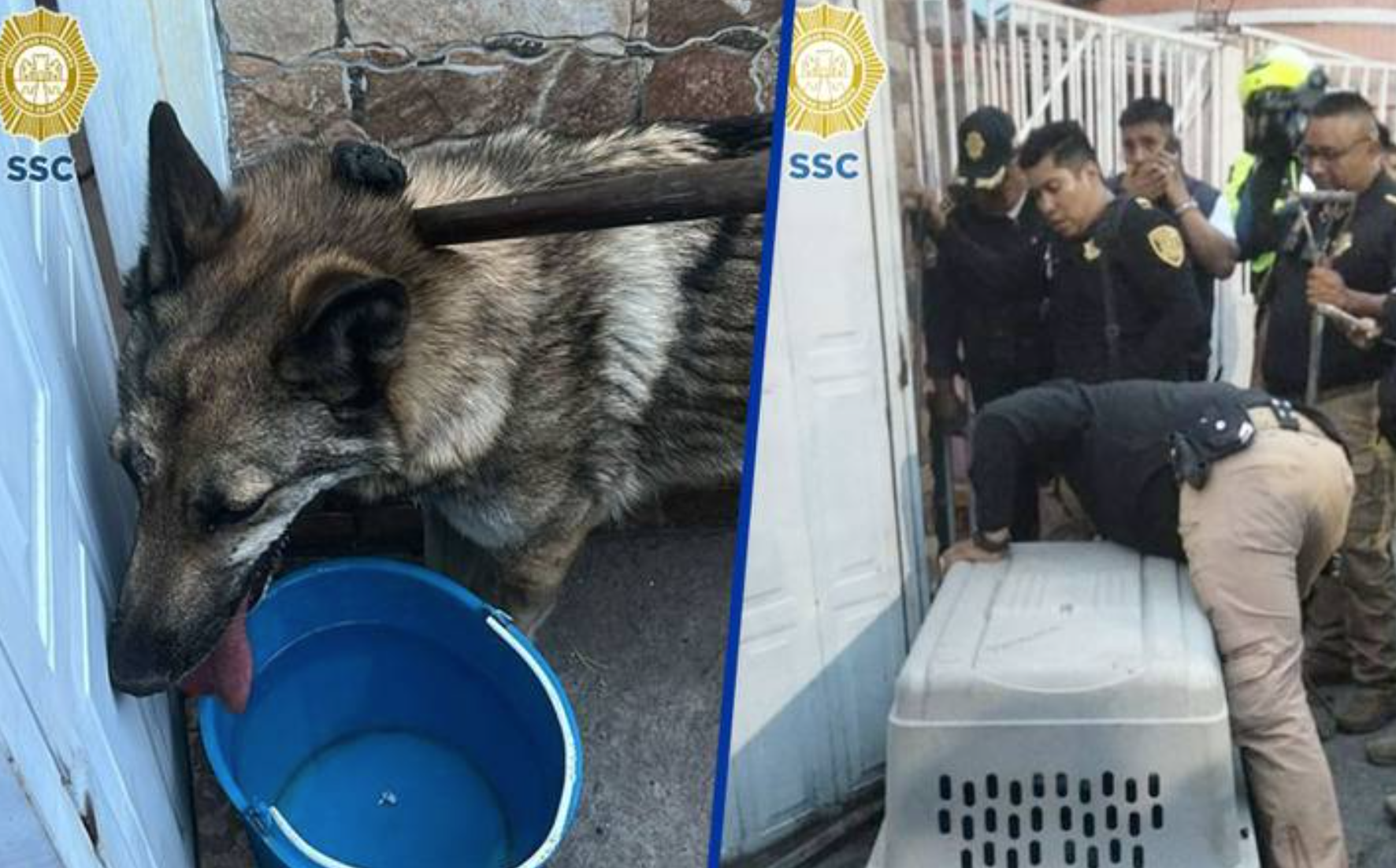 Rescatan a lobo en las calles cercanas al Zoológico de Aragón en CDMX